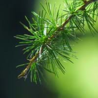 pine twig